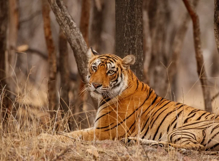 tiger
